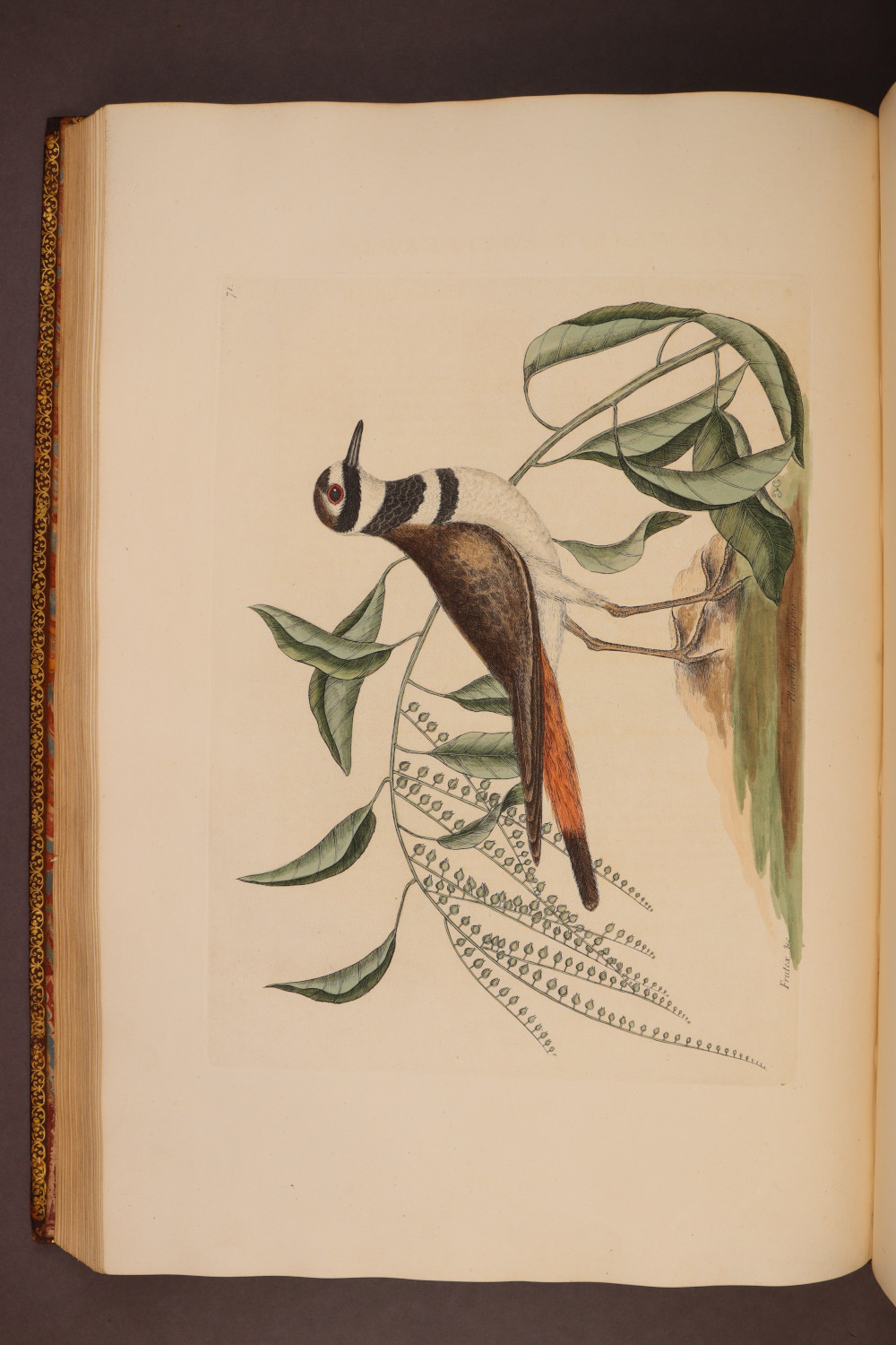 Plate 71
